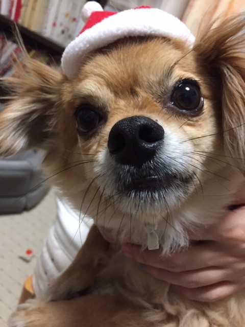 5月16日虎テンション