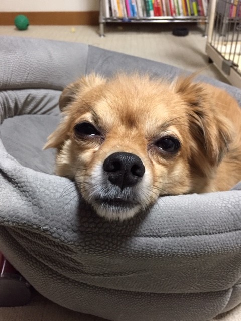 2019年5月31日とら