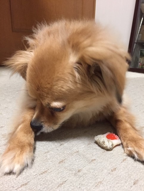 2019年6月12日とら