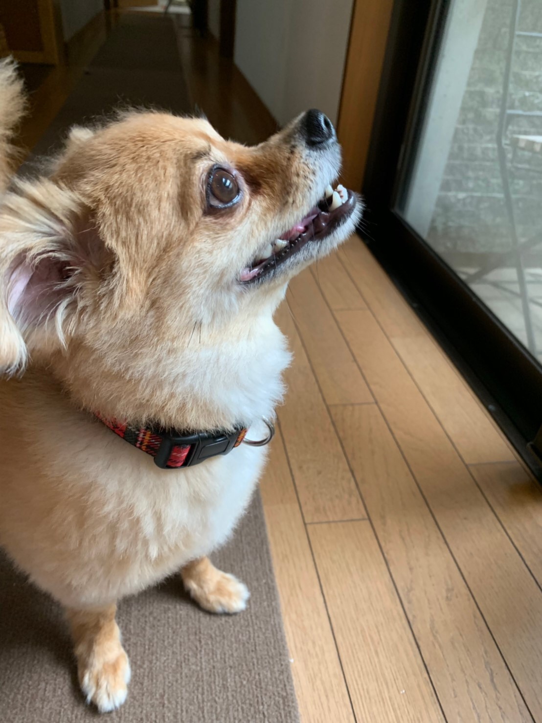 2019年7月21日とら