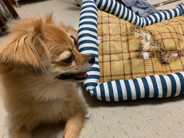 2019年8月4日とら