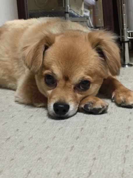 2019年8月1日とら