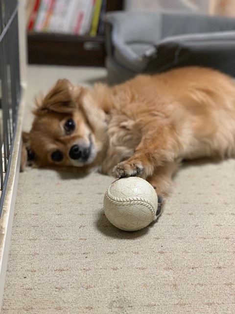 2019年8月8日とら