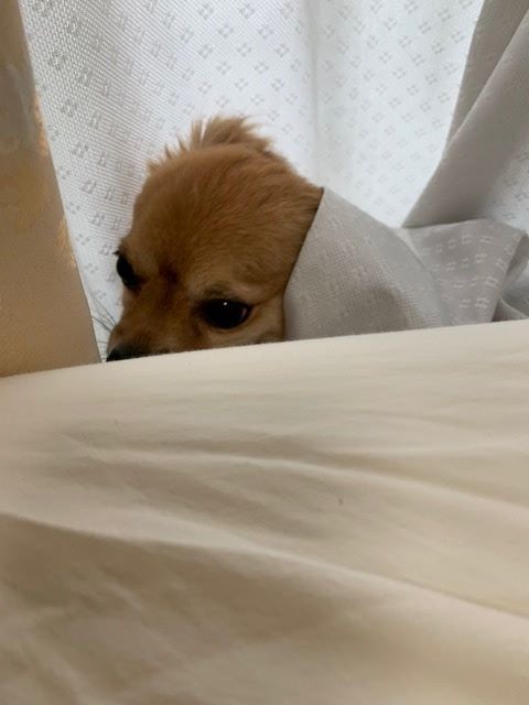 2019年8月20日とら2