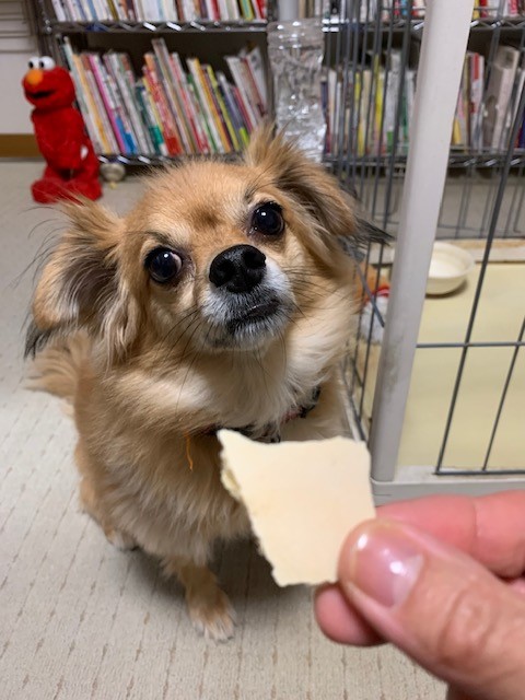 2019年11月13日煎餅2