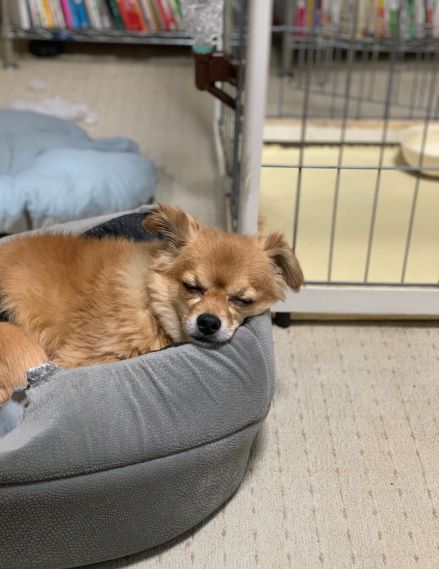 2020年3月24日とら