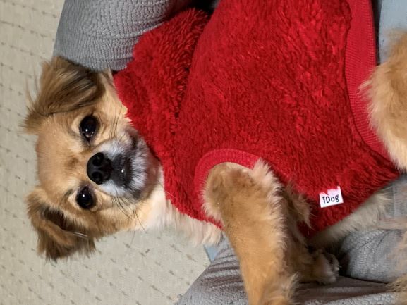 2020年12月6日とら