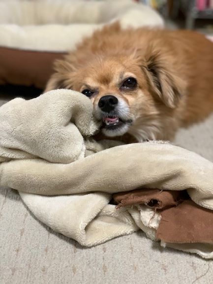 2021年2月25日とら