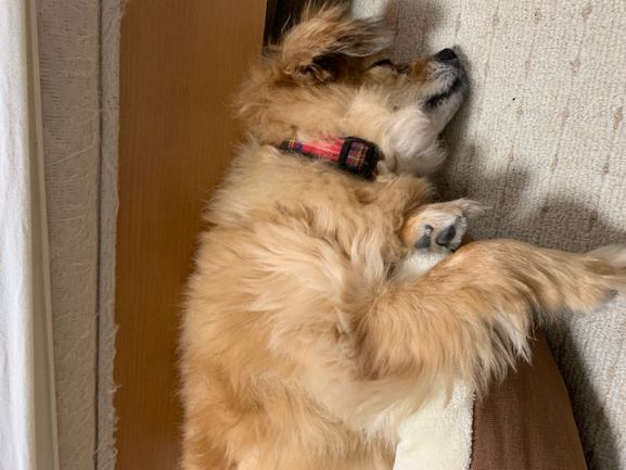 2021年5月25日トラ