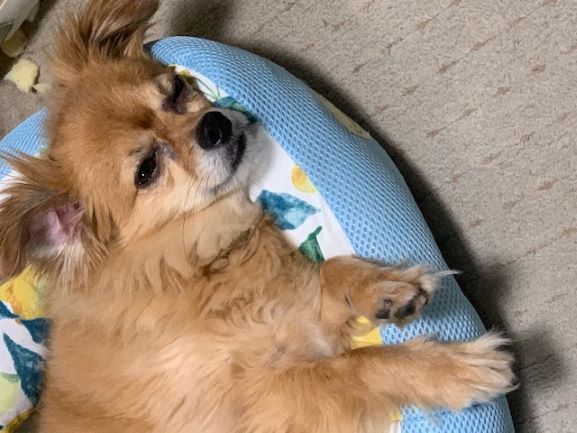 2021年6月8日とら