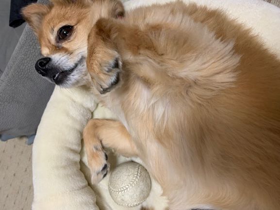 2021年6月9日とら