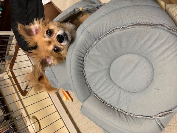 2021年7月21日とら1