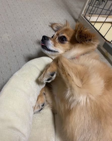 2021年7月29日とら1