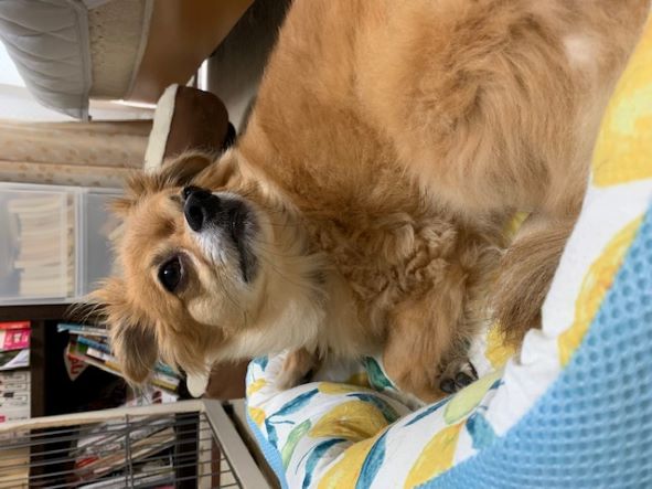 2021年8月26日とら