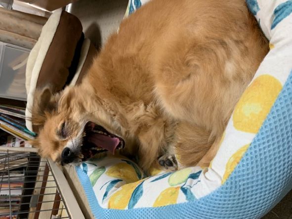 2021年8月24日とら: