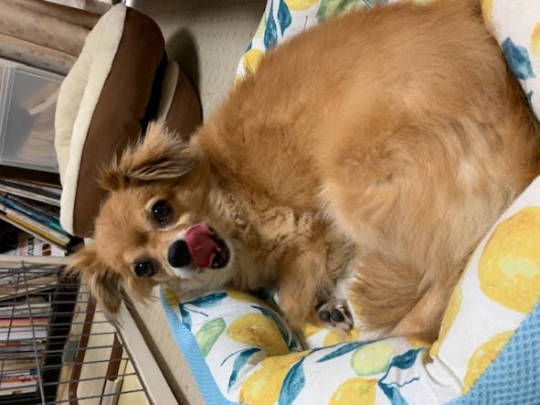 2021年9月17日とら1