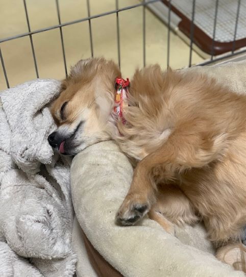 2022年1月22日とら