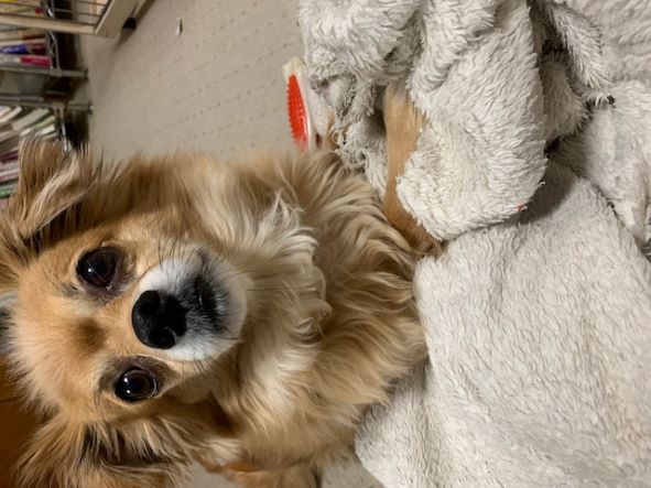 2022年2月17日とら