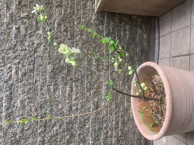 2022年3月21日ぼけ