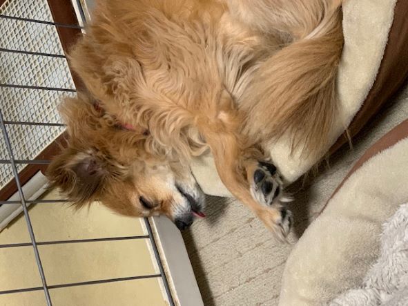 2022年4月6日とら