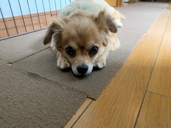 2022年5月27日とら