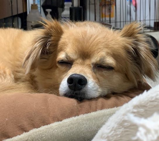 2022年6月27日とら