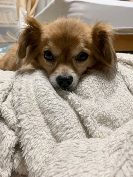 2022年12月8日とら