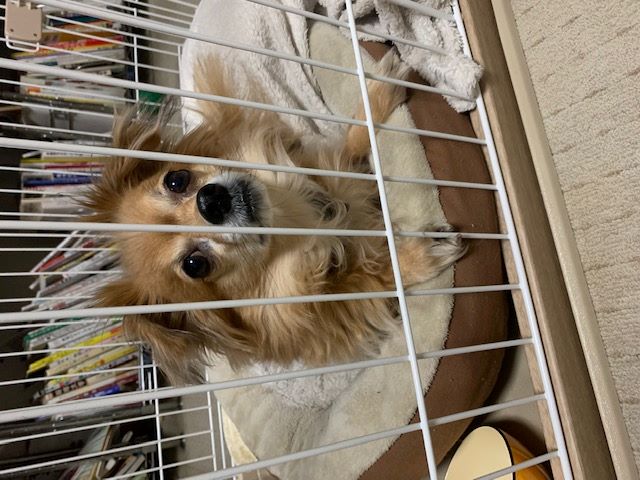 2022年12月23日とら