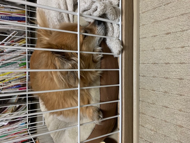 2022年12月17日とら