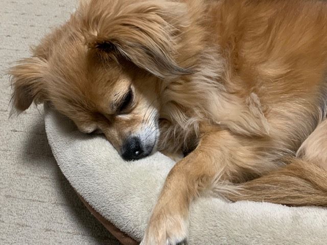 2022年12月24日とら