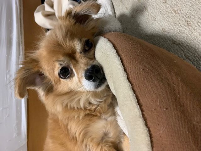 2023年2月8日とら