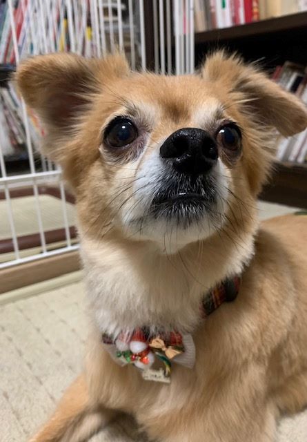 2023年12月16日とら