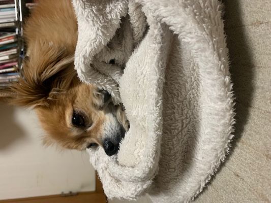 2024年3月13日とら