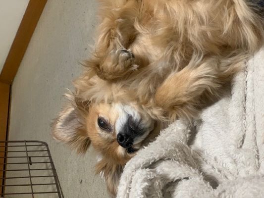 2024年3月25日とら