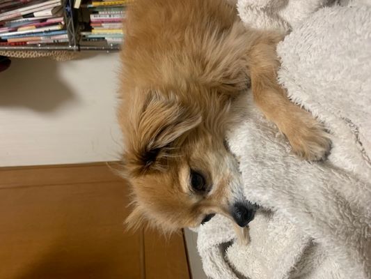 2024年4月11日とら