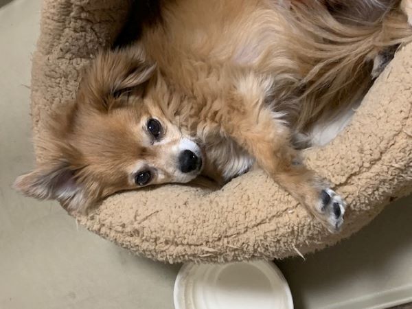 2025年2月8日とら