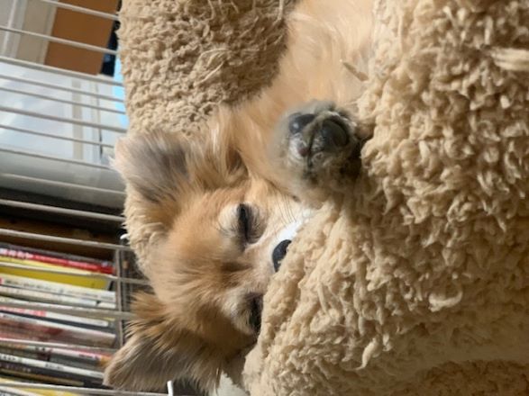 2025年2月7日とら