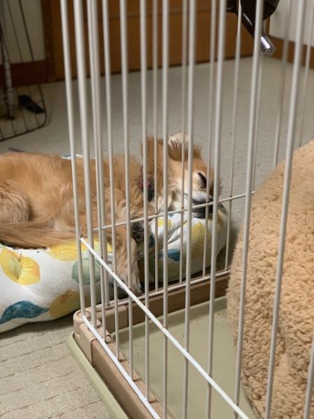 2025年2月12日とら